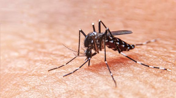 Entenda quais são as quatro fases da Dengue