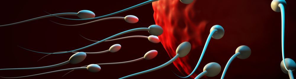 como funciona inseminação artificial1.jpg
