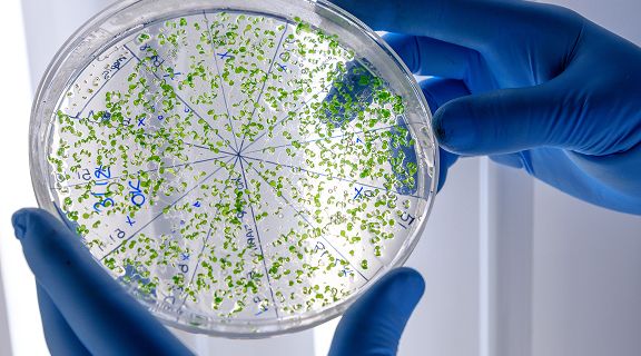conjutivite bacteriana